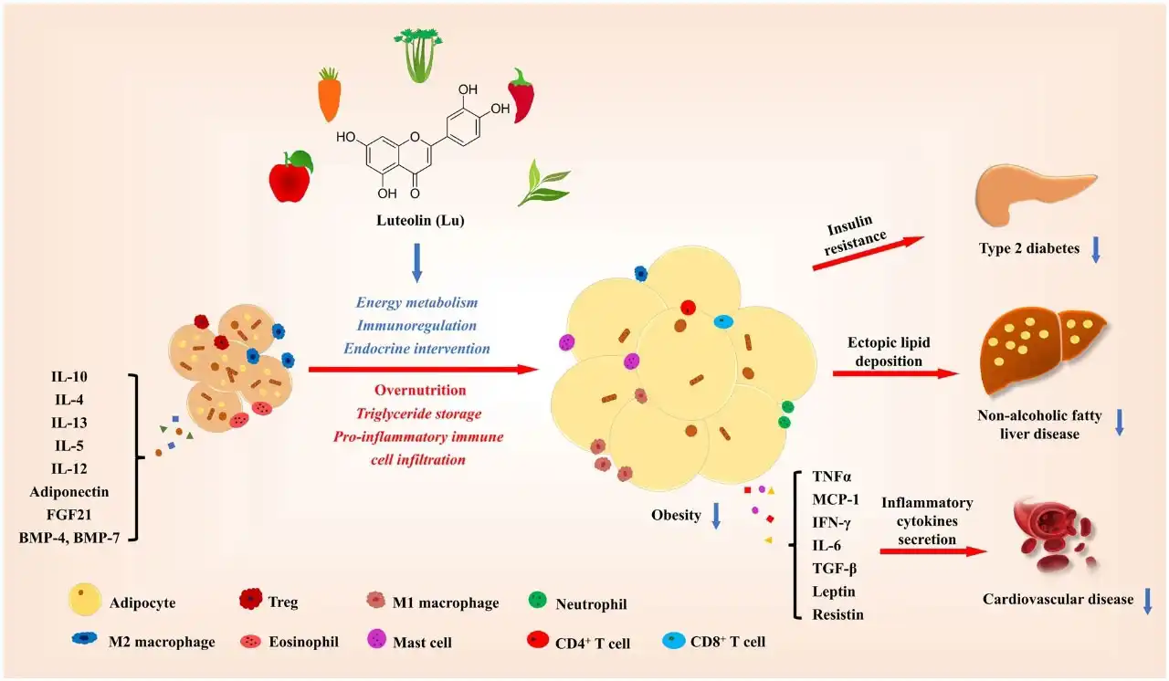 Pure Luteolin Powder.jpg